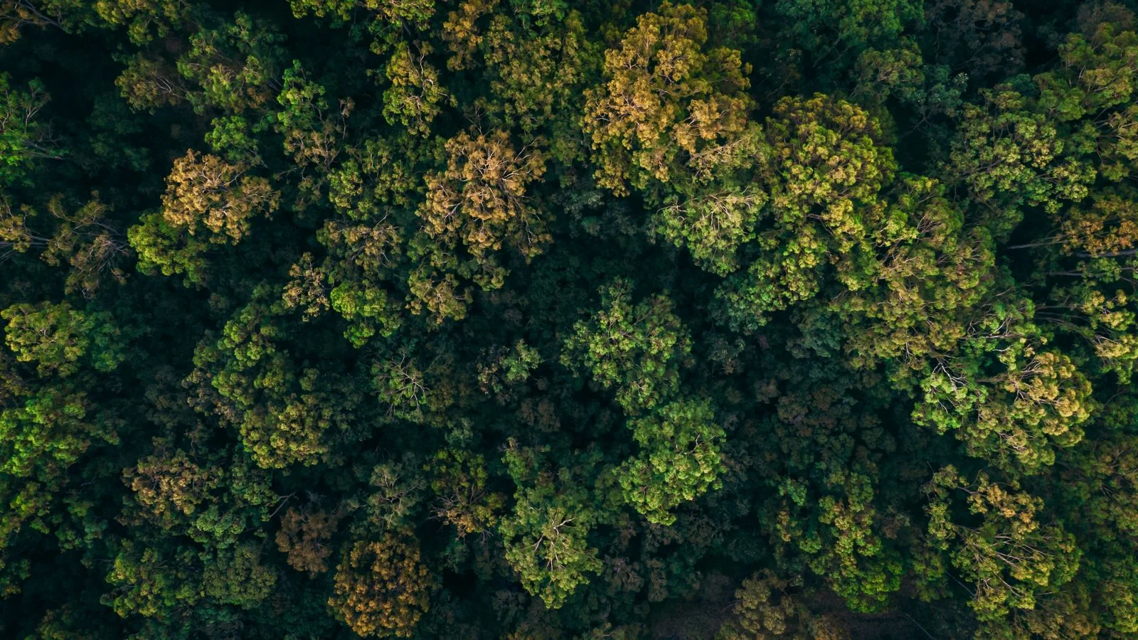 Une forêt dense et verdoyante vue du ciel